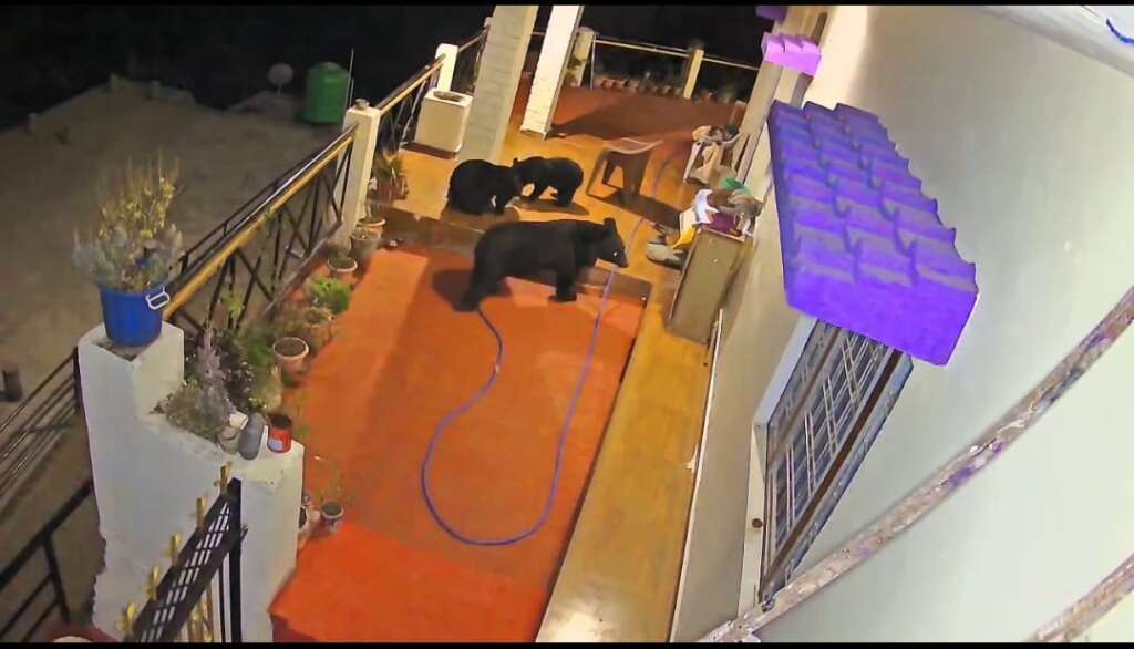 ग्रामीणों में खौफ 👉 अब यहां ग्रामीणों के घरों पर भी घुसने लगे भालू👉 देखें वीडियो