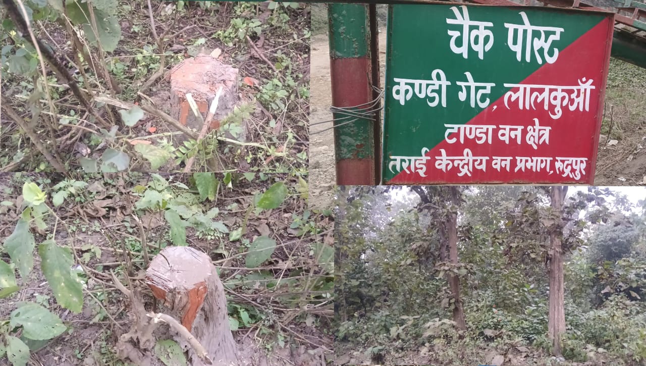 टांडा वन क्षेत्र में जंगलों का सफाया🥺तराई केंद्रीय वन प्रभाग रुद्रपुर के लालकुआं धड़ल्ले से कट रहे पेड़
