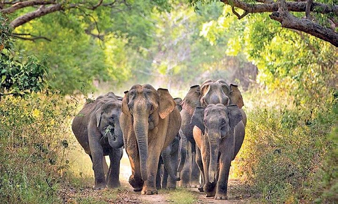 लालकुआं:आबादी क्षेत्र मे हाथियों की दस्तक से दहशत: प्रतिनिधि मंडल पहुंचा तराई पूर्वी वन प्रभागीय अधिकारी के दरबार: पड़े खबर