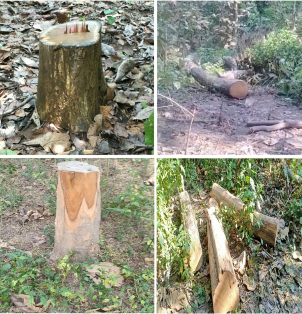 बड़ी खबर 👉🥺 तराई केंद्रीय वन प्रभाग 🥺 अधिकारी मस्त 🤔वन तस्कर बेखोफ जंगलों का सफाया