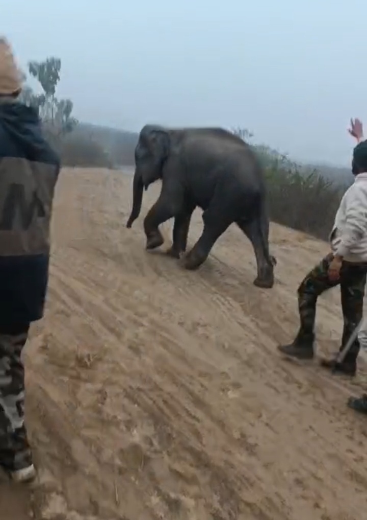 दहशत 🙄🙄 जब हाथी का बच्चा पहुंच ग्रामीण इलाकों में ग्रामीणों में मची खलबली 👉👉देखें वीडियो