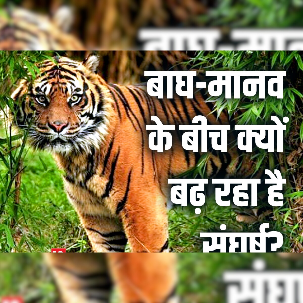 इन्सान के संपर्क में आते ही इन्सान जैसे ही चतुर और कामचोर हो जाते हैं गुलदार 🦁 पड़े पुरी खबर उत्तराखंड जागरण पर