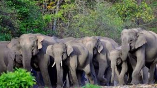 “टांडा रेंज में हाथियों का कहर: दो लोगों को कुचलकर मार डाला, इलाके में दहशत”