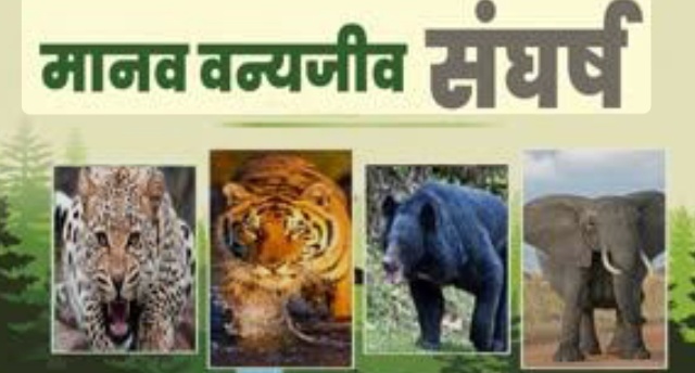 टांडा जंगल में मौत बनकर घूम रहा टस्कर: 72 घंटे में तीसरी जान, गरीबों के दर्द के बीच ‘नेतागिरी’ भी शुरू लालकुआं/पन्तनगर।